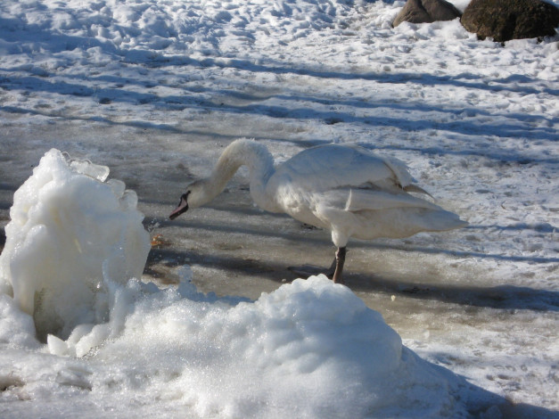 Обои картинки фото животные, лебеди, лебедь, зима