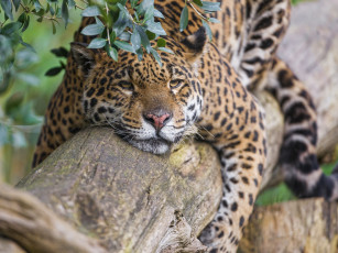Картинка животные Ягуары отдых бревно