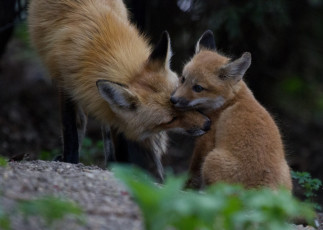 Картинка животные лисы детёныш лисёнок ласка материнство