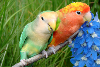 Картинка животные попугаи неразлучники
