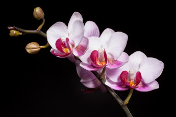 Картинка цветы орхидеи ветка