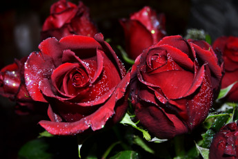 Картинка цветы розы бордовый