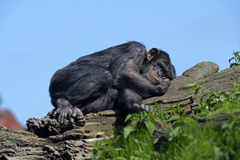 Картинка животные обезьяны шимпанзе сон