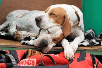 Картинка животные собаки легавые пойнтер отдых сон