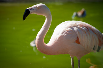 Картинка животные фламинго птица