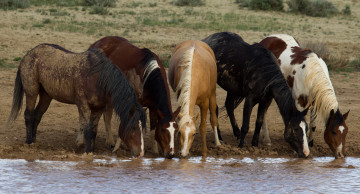 Картинка фотограф jess lee животные лошади водопой