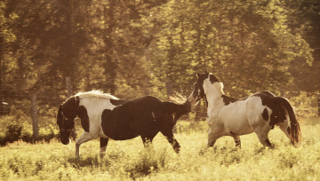 Картинка животные лошади кони луг
