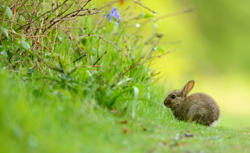 Картинка животные кролики зайцы малыш