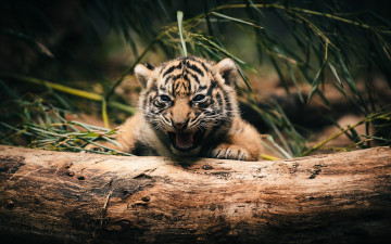 Картинка животные тигры тигр