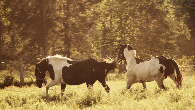 Обои картинки фото животные, лошади, кони, луг