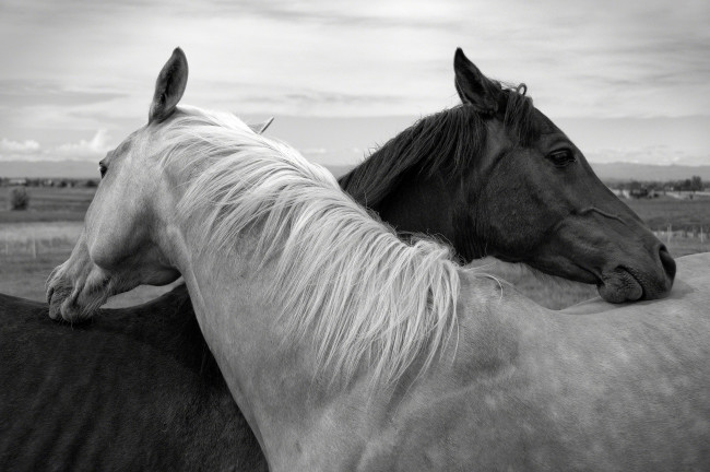 Обои картинки фото животные, лошади, черно-белое, нежность, дружба