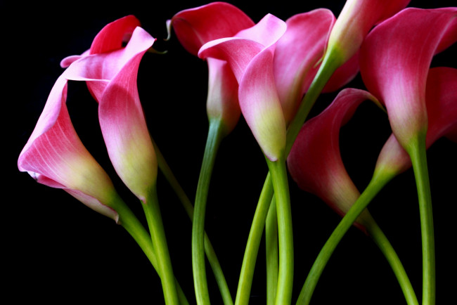 Обои картинки фото цветы, каллы, розовые, стебли