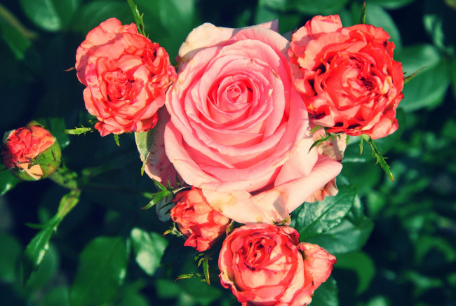 Обои картинки фото цветы, розы, семейка