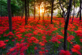 Картинка природа лес солнце цветы деревья