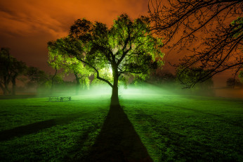 Картинка природа деревья газон поляна дерево свет ореол