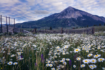 Картинка природа луга цветы равнина горы