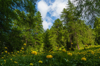 Картинка природа пейзажи цветы поляна лес