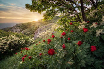 Картинка природа восходы закаты цветы горы рассвет