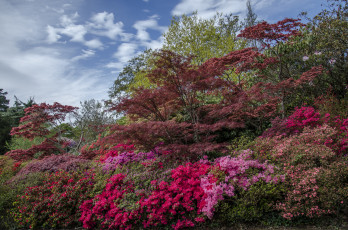 Картинка природа парк осень краски кустарник