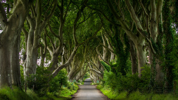 обоя dark hedges,  northern ireland, природа, дороги, дорожка, деревья, аллея