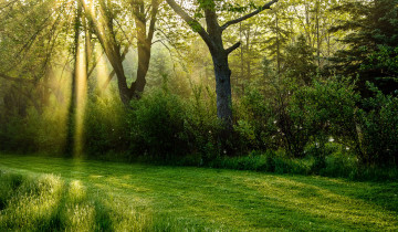 обоя природа, дороги, солнечные, лучи, лес, зелень, трава, деревья
