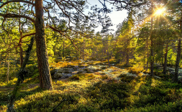 Картинка природа лес солнце трава деревья