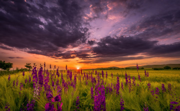 Картинка природа восходы закаты закат лето вечер цветы поле солнце небо