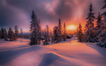 Картинка природа зима ели снег свет