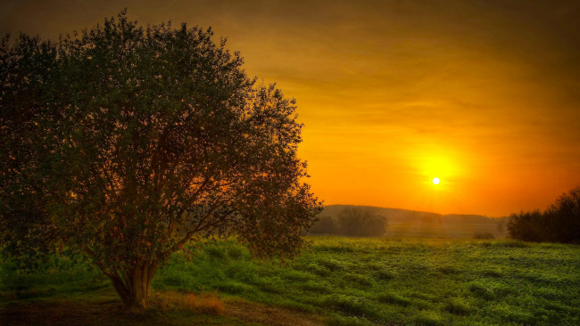 Обои картинки фото природа, восходы, закаты, закат, поле, дерево, небо, красота, солнце