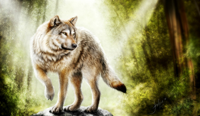 Обои картинки фото рисованное, животные,  волки, волк, хищник, красавец, лес