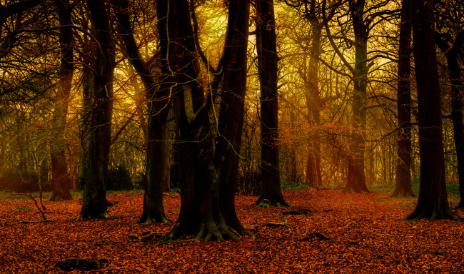Обои картинки фото природа, лес, лучи, деревья, осень