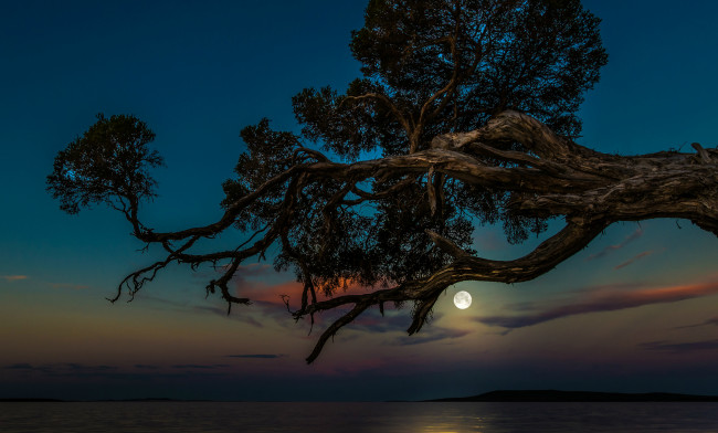 Обои картинки фото природа, деревья, море, небо, луна, дерево, ночь