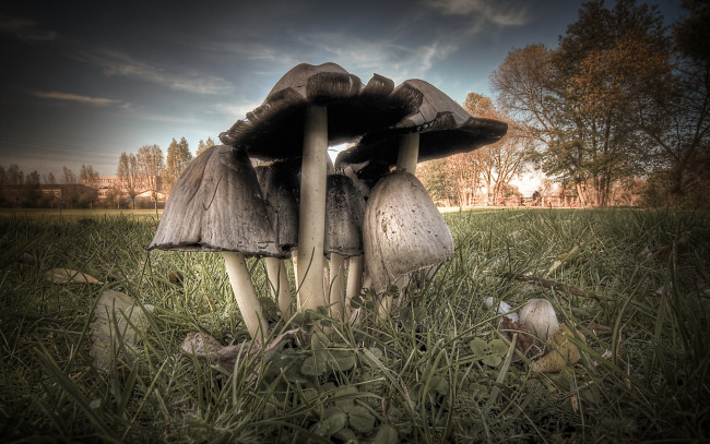 Обои картинки фото природа, грибы, поганки