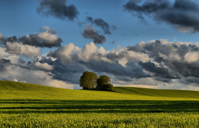 Обои картинки фото природа, поля, небо, весна, деревья, поле, облака