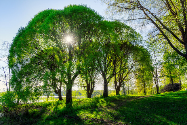 Обои картинки фото природа, деревья, кроны, свет