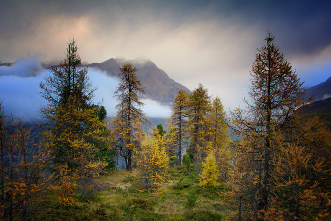 Обои картинки фото природа, пейзажи, вершины, осень, лес
