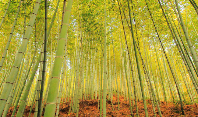 Обои картинки фото природа, лес, бамбук