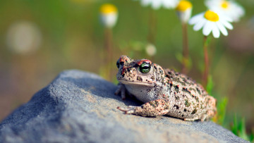 Картинка животные лягушки жаба камень ромашки