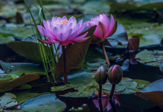 Картинка цветы лилии +лилейники вода водяные розовые листья