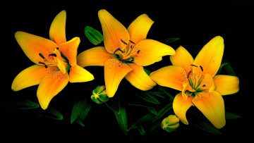 Картинка цветы лилии +лилейники желтые макро