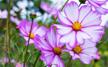 Картинка цветы космея бело-розовая макро