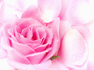 Картинка цветы розы лепестки капли нежный розовый