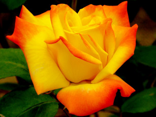 Картинка цветы розы оранжевый желтый