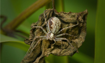 Картинка животные пауки листок