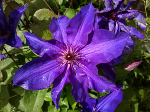Картинка цветы клематис ломонос лепестки фиолетовый