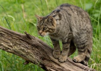 Картинка шотландский лесной кот животные дикие кошки готовность серый