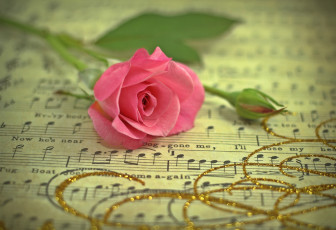 Картинка цветы розы ноты бутон розовый