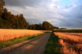 Картинка природа дороги поля дорога