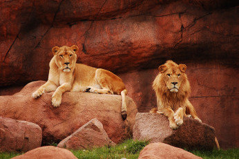 Картинка животные львы хищники пара