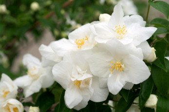 Картинка цветы жасмин белый ветка